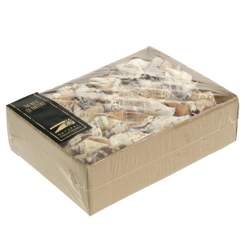 Floristik24 Gusci di lumache natura 815g