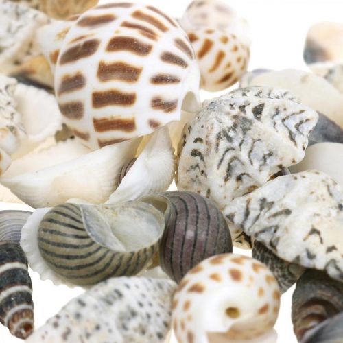 Floristik24 Mix Di Cozze Mini, Lumache Di Mare, Cozze Naturali L1–4cm 1000g