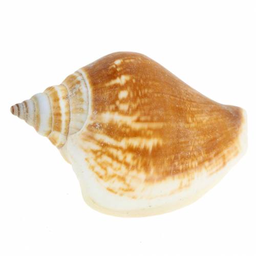 Floristik24 Gusci di lumaca Strombus canarium natura 1050g