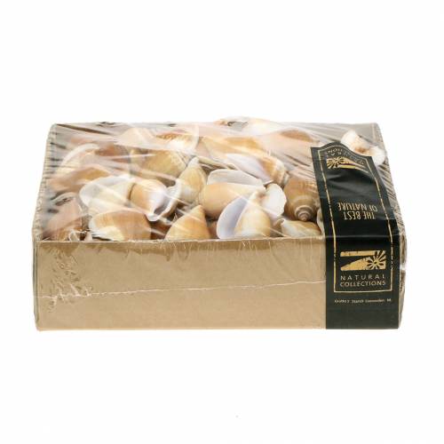 Floristik24 Gusci di lumaca Strombus canarium natura 1050g