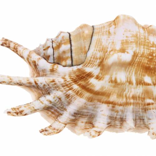 Floristik24 Lumaca di mare Chiocciola millepiedi naturale 11-15 cm 10 pz