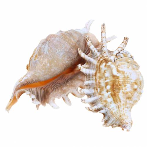 Floristik24 Lumaca di mare Chiocciola millepiedi naturale 11-15 cm 10 pz