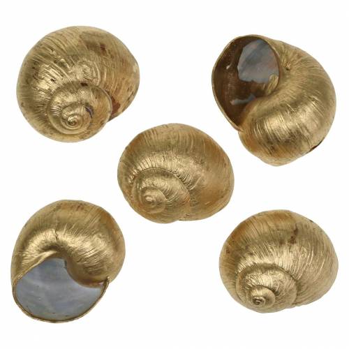 Floristik24 Conchiglia di lumaca Decoro naturale Golden 24 St