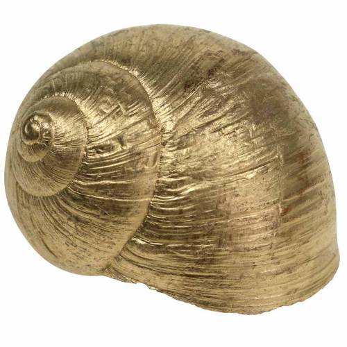 Floristik24 Conchiglia di lumaca Decoro naturale Golden 24 St