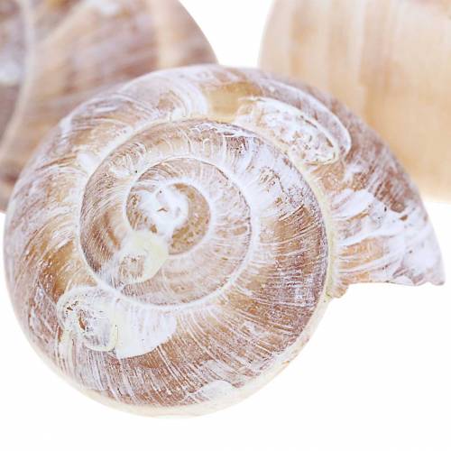 Floristik24 Guscio di lumaca lavato bianco piccolo 250g