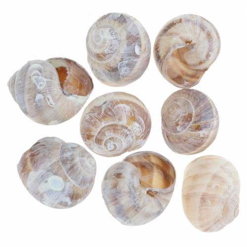 Guscio di lumaca lavato bianco piccolo 250g