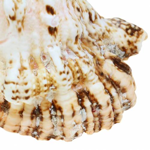 Floristik24 Lumaca di mare lumaca rana gigante natura 18-20 cm