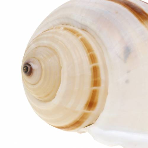Floristik24 Lumaca a botte di lumaca di mare naturale 10-12 cm 4 pz
