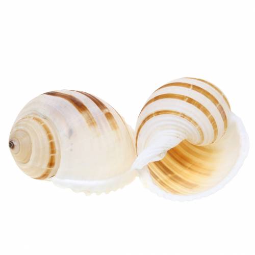 Floristik24 Lumaca a botte di lumaca di mare naturale 10-12 cm 4 pz