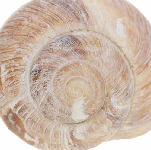 Floristik24 Guscio di lumaca lavato bianco 24 pz