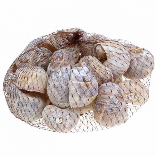 Floristik24 Guscio di lumaca lavato bianco 24 pz