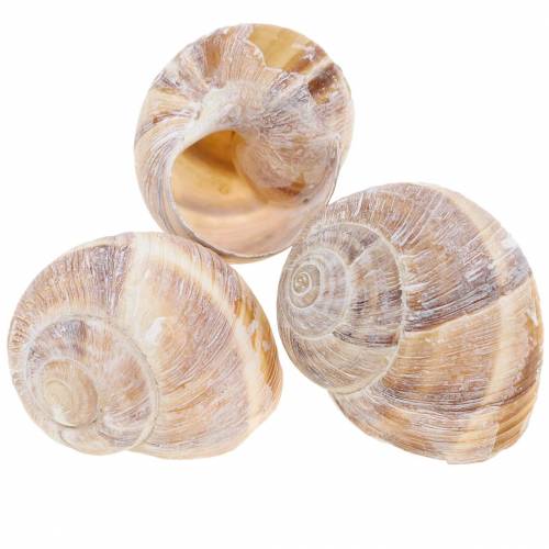 Floristik24 Guscio di lumaca lavato bianco 24 pz