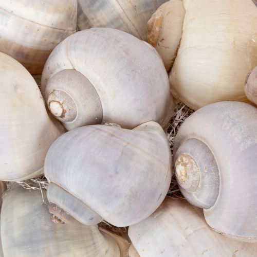 Prodotto Ghirlanda a forma di lumaca da appendere, ghirlanda decorativa, stile marittimo, Nathai, Ø35cm