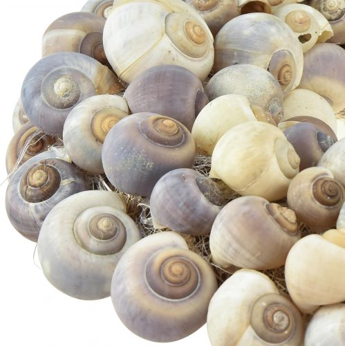 Floristik24 Ghirlanda di lumache per appendere ghirlanda decorativa marittima Nathai Ø35cm