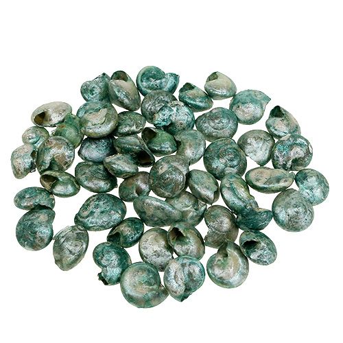 Guscio di lumaca blu-verde 500g