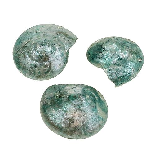Floristik24 Guscio di lumaca blu-verde 500g