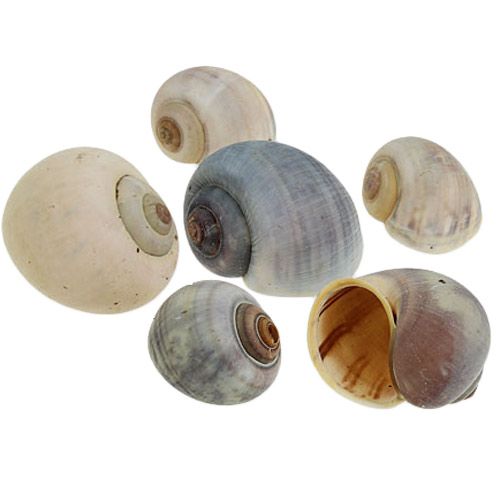 Gusci di lumache natura 1kg