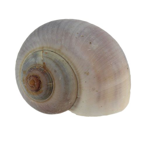 Gusci di lumache natura 1kg