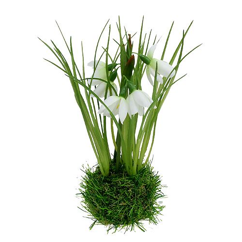 Floristik24 Bucaneve con palla d'erba 24 cm