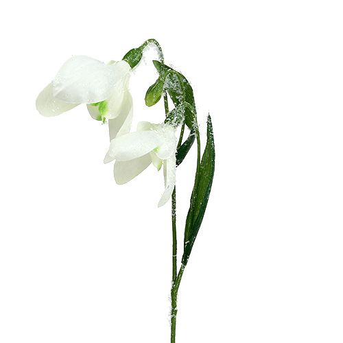 Floristik24 Snowdrops L48cm ricoperto di neve