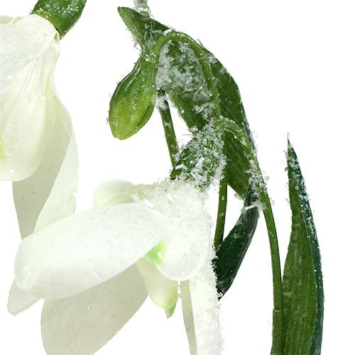 Prodotto Snowdrops L48cm ricoperto di neve