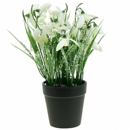 Floristik24 Bucaneve in vaso smerigliato 25 cm