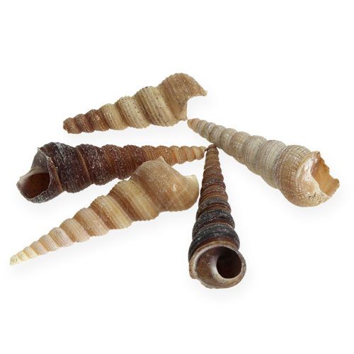 Floristik24 Terebra Turitella 1 kg_it