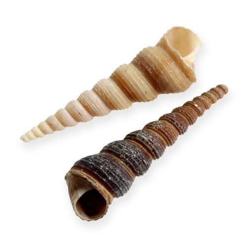 Floristik24 Terebra Turitella 1 kg_it