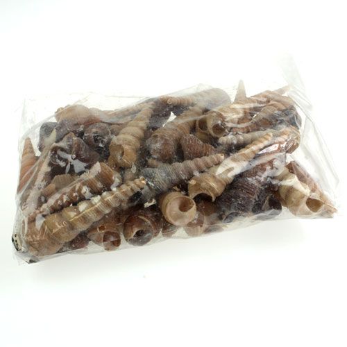 Floristik24 Terebra Turitella 1 kg_it