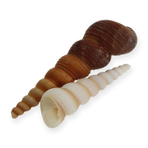Floristik24 Lumaca torre Turritella terebra 1kg