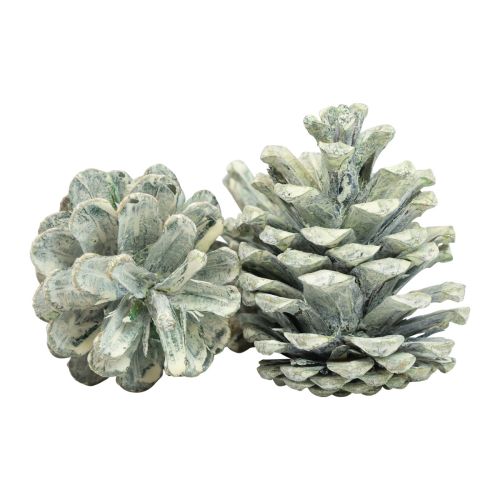 Prodotto Pigne nere decorazione naturale satinata verde 5–7 cm 1 kg