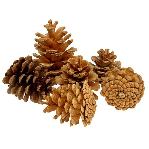 Floristik24 Pigne decorative pigne nere crema 5-8 cm 1 kg