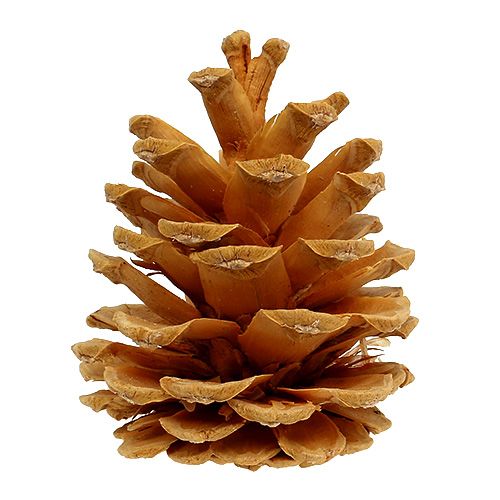 Prodotto Pigne decorative pigne nere crema 5-8 cm 1 kg