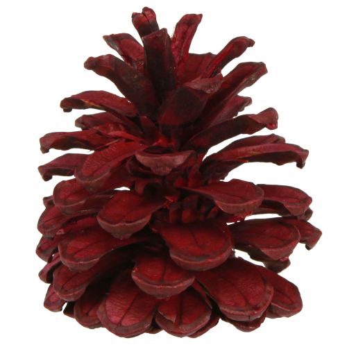 Prodotto Pigne nere Pigne decorative bordeaux rosse 6-8 cm 6 pz