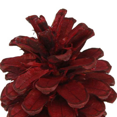 Prodotto Pigne nere Pigne decorative bordeaux rosse 6-8 cm 6 pz