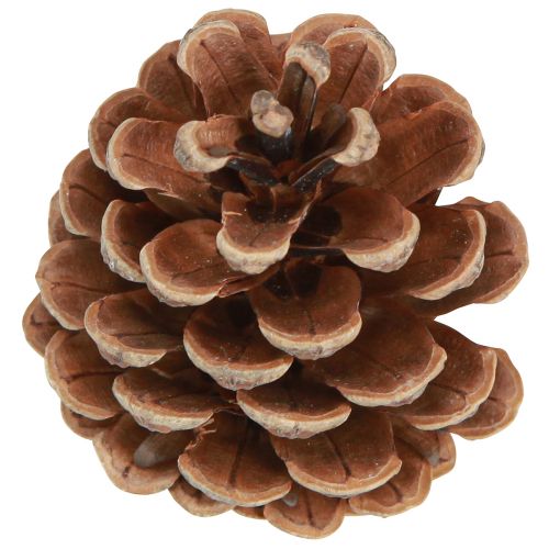 Prodotto Pigne nere decorative naturali 5-8 cm 250 g