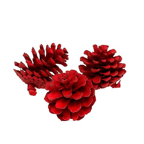 Floristik24 Pigne nere rosse 50 pz