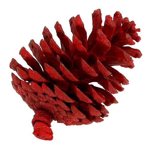 Floristik24 Pigne nere rosse 50 pz