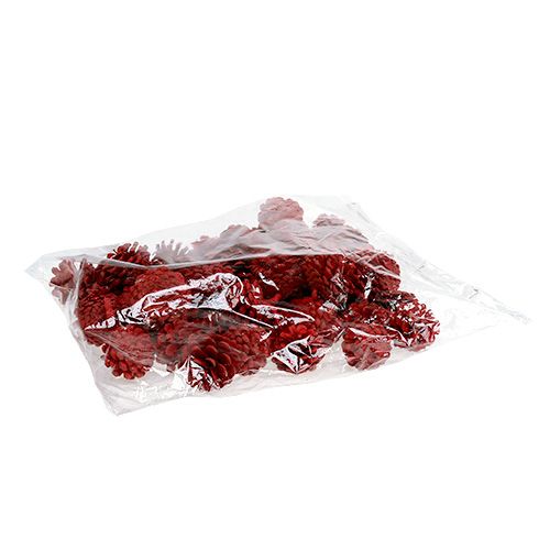 Floristik24 Pigne nere rosse 50 pz