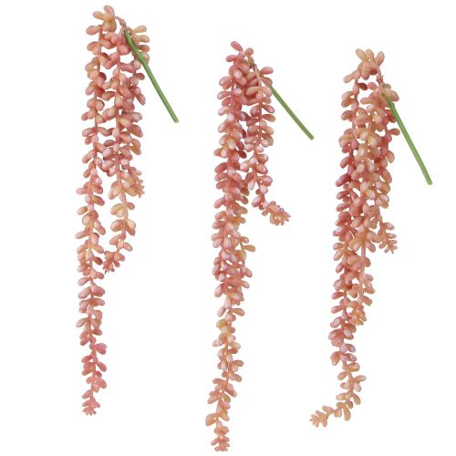 Prodotto Pianta pensile Sedum 'Rubin' - succulenta decorativa e di facile manutenzione 43 cm 3 pezzi.