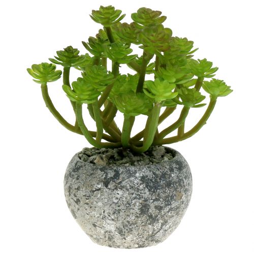 Floristik24 Piante artificiali in vaso Artificiale Succulente Verde H15cm