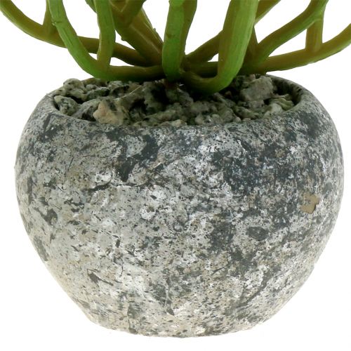 Floristik24 Piante artificiali in vaso Artificiale Succulente Verde H15cm