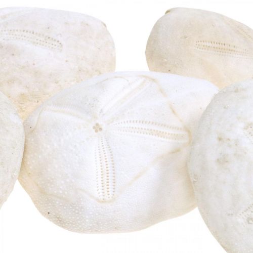 Floristik24 Riccio di mare bianco, decorazione naturale marittima 4 cm-6 cm 25 pz