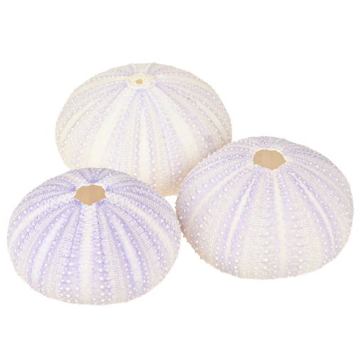 Prodotto Custodia per conchiglia di riccio di mare bianco-viola Ø4-6cm 12 pz