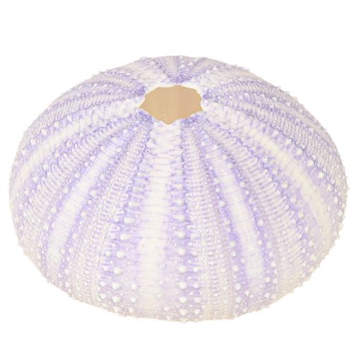 Prodotto Custodia per conchiglia di riccio di mare bianco-viola Ø4-6cm 12 pz