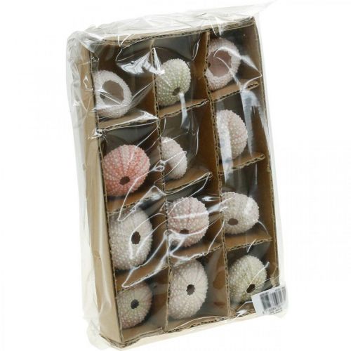 Floristik24 Decorazione ricci di mare rosa marittimo, bianco, verde decorazione estiva 12 pz