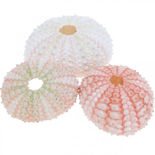 Floristik24 Decorazione ricci di mare rosa marittimo, bianco, verde decorazione estiva 12 pz