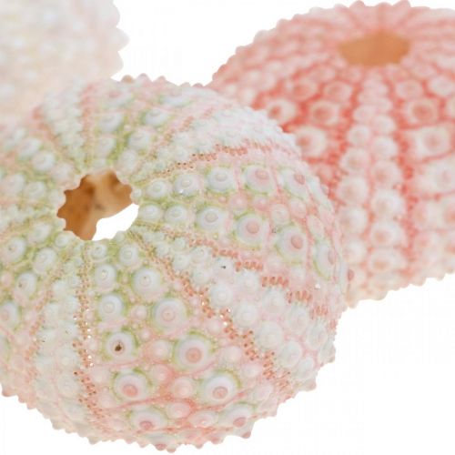 Floristik24 Decorazione ricci di mare rosa marittimo, bianco, verde decorazione estiva 12 pz