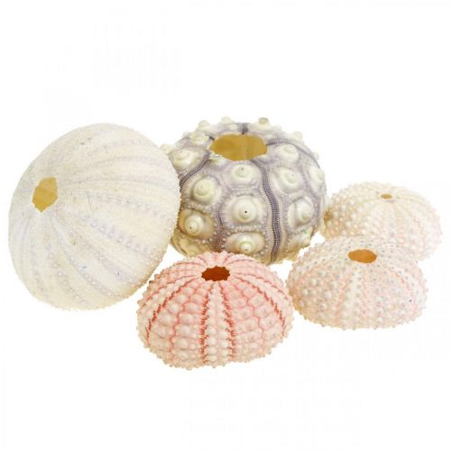 Floristik24 Decorazione marittima mix di ricci di mare rosa, bianco, verde, scatola da 20 pezzi