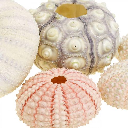 Floristik24 Decorazione marittima mix di ricci di mare rosa, bianco, verde, scatola da 20 pezzi
